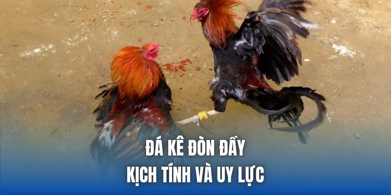 Đá kê đòn đầy kịch tính và uy lực