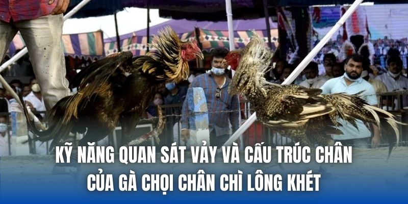 Kỹ năng quan sát vảy và cấu trúc chân của gà chọi chân chì lông khét