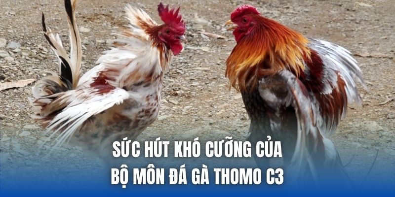 Sức hút khó cưỡng của bộ môn đá gà Thomo C3