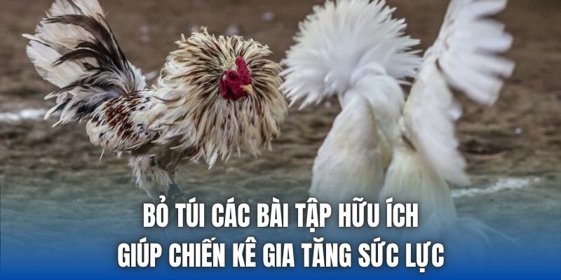 Bỏ túi các bài tập hữu ích giúp chiến kê gia tăng sức lực