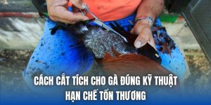 Cách Cắt Tích Cho Gà Đúng Kỹ Thuật, Hạn Chế Tổn Thương