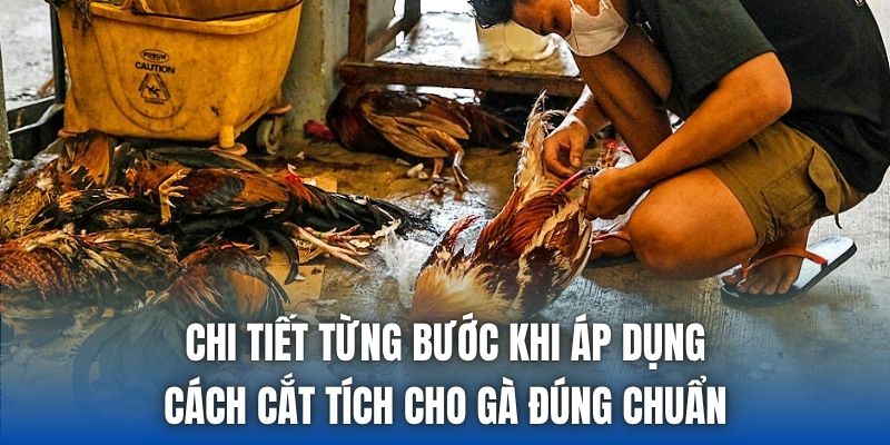 Chi tiết từng bước khi áp dụng cách cắt tích cho gà đúng chuẩn