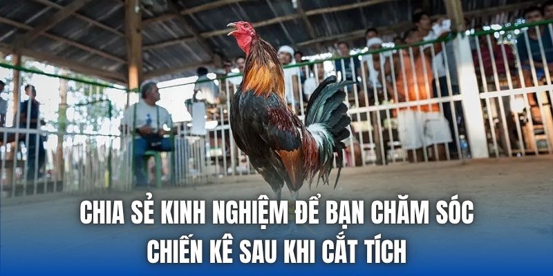 Chia sẻ kinh nghiệm để bạn chăm sóc chiến kê sau khi cắt tích