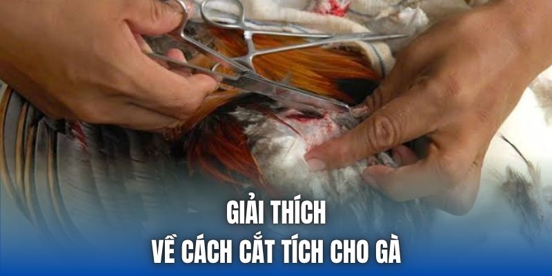 Giải thích về cách cắt tích cho gà