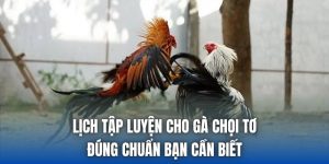 Lịch Tập Luyện Cho Gà Chọi Tơ Đúng Chuẩn Bạn Cần Biết