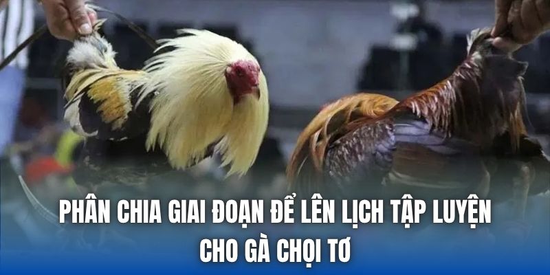 Phân chia giai đoạn để lên lịch tập luyện cho gà chọi tơ