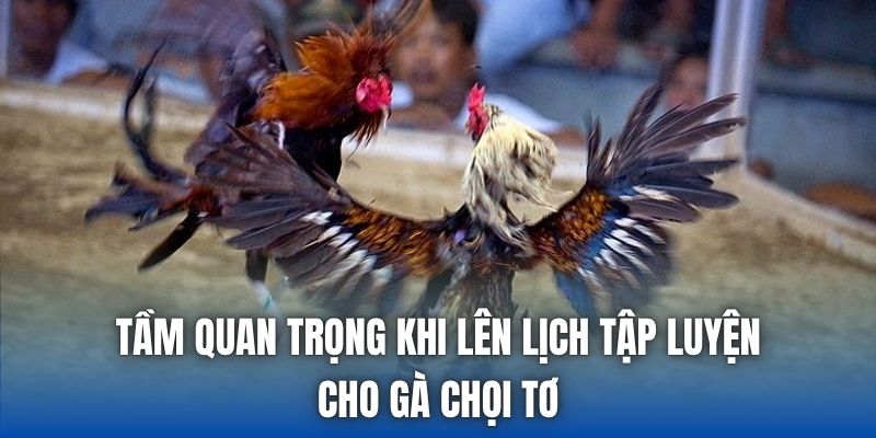 Tầm quan trọng khi lên lịch tập luyện cho gà chọi tơ